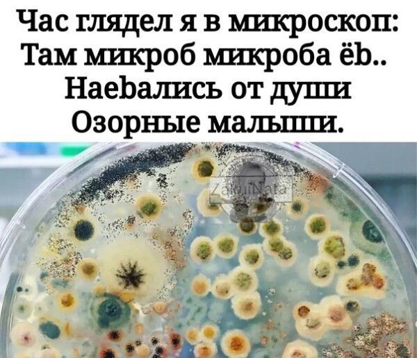 Час глядел я в микроскоп: Там микроб микроба ёб.. Наебались от души Озорные малыши.