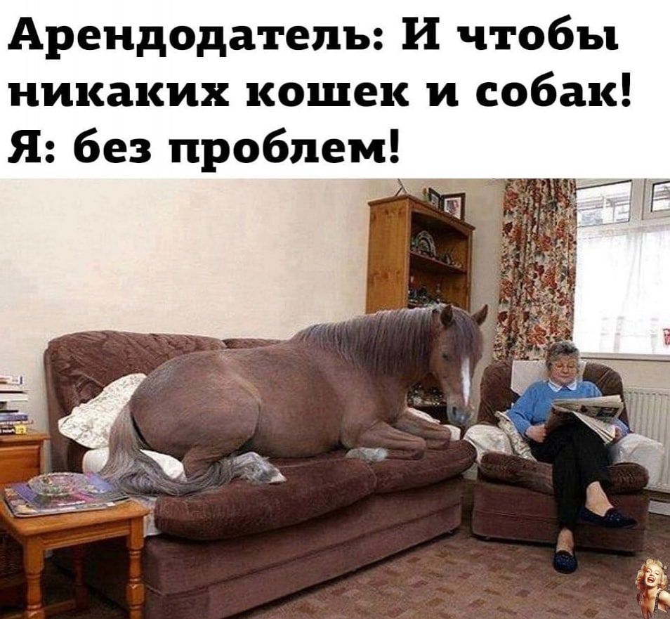 Арендодатель И чтобы никаких кошек и собак Я без проблем _ д