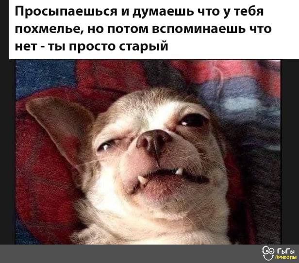 Просыпаешься и думаешь что у тебя похмелье но потом вспоминаешь что нет ты просто старый Гиг к