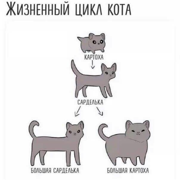 ЖИЗНЕННЫЙ ЦИК КОТА КАПОХЛ Ж БАРЛЕАЬКА НЧ БОЛЬШАЯ САРЛЕАЬКА БОЛЬШАЯ МРЮХА