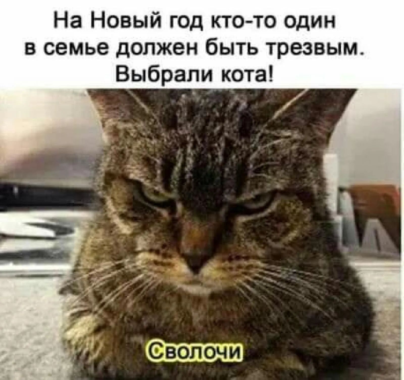 На Навый год кто то адин в семье дппжен быть трезвым Выбрали кота