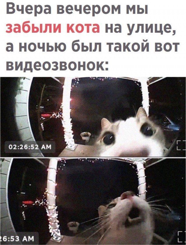 Вчера вечером мы забыли кота на улице а ночью был такой вот видеозвонок