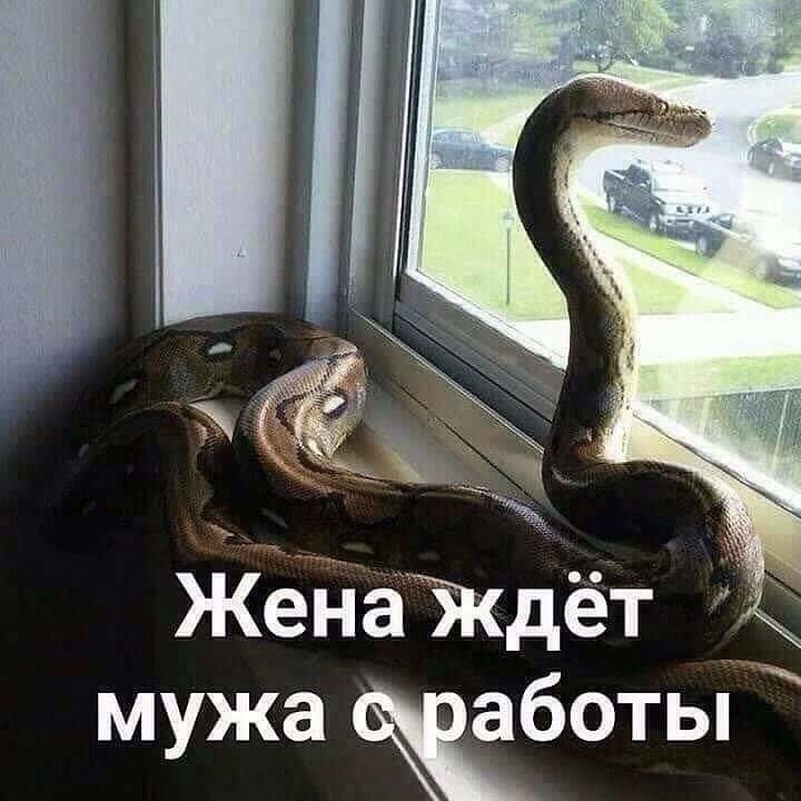 ЖенаЖдёт мужа боты