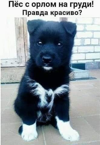 Пёс с орлом на груди Правда красиво
