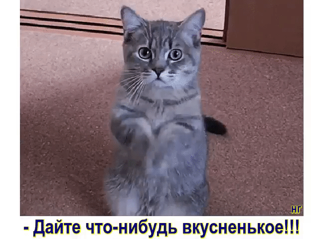 ШГ Дайте что нибудь вкусненькое