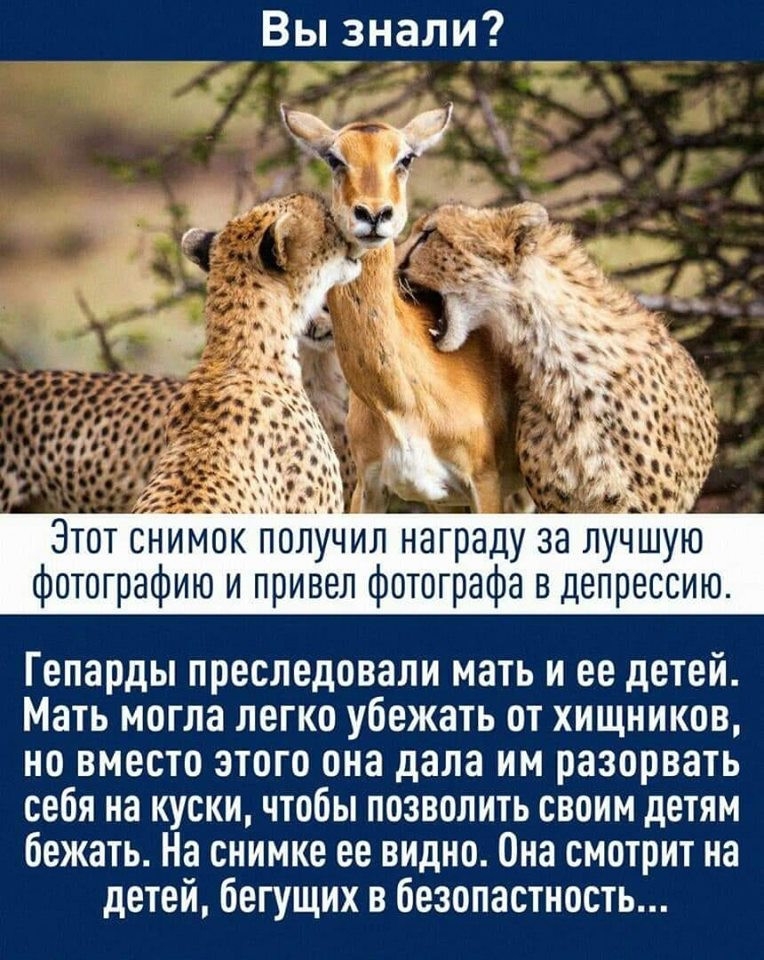 Вы знали Этот снимок получил награду за лучшую фотографию и привел фотографа в депрессию Гепарды преследовали мать и ее детей Мать могла легко убежать от хищников но вместо этого она дала им разорвать себя на куски чтобы позволить своим детям бежать На снимке ее видно Она смотрит на детей бегущих в безопастность