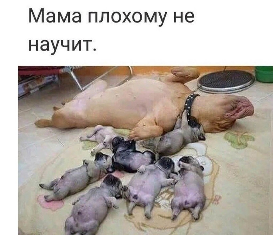 Мама плохому не научит