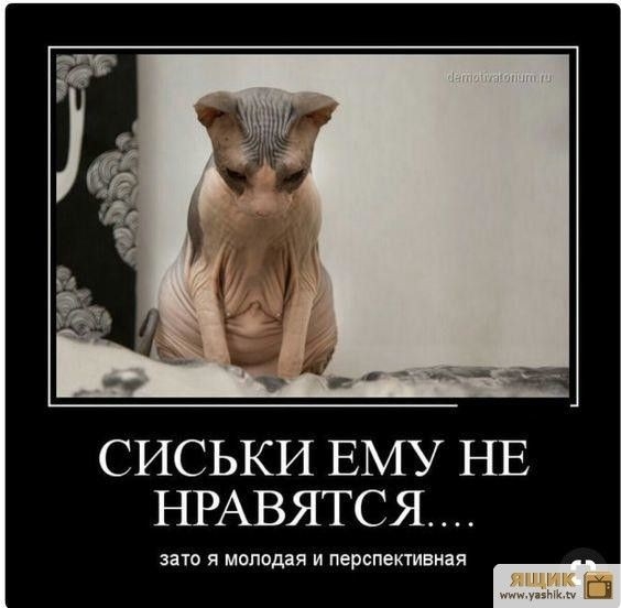 СИСЬКИ ЕМУ НЕ НРАВЯТСЯ наю я молодая и перспективная