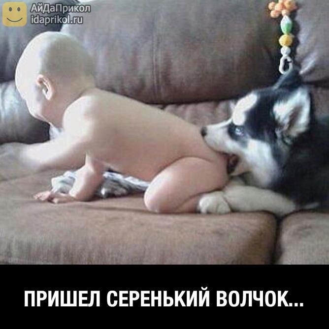 ПРИШЕЛ СЕРЕНЬКИЙ ВОЛЧОК