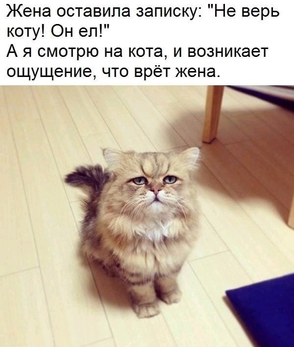 Жена оставила записку Не верь коту Он ел А я смотрю на кота и возникает ощущение что врёт жена