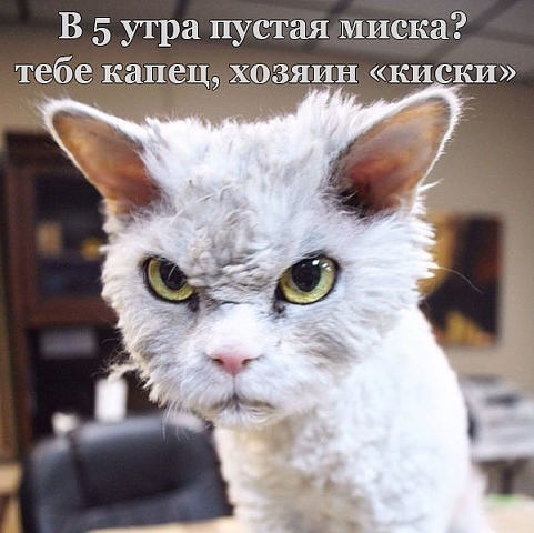 В 5 утра пустая миска тебека ецдхоя11н киски
