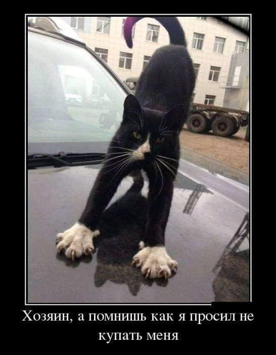 ХОЗЯИН ПОМНИШЪ как Я ПРОСИЛ не КУПЦТЬ меня