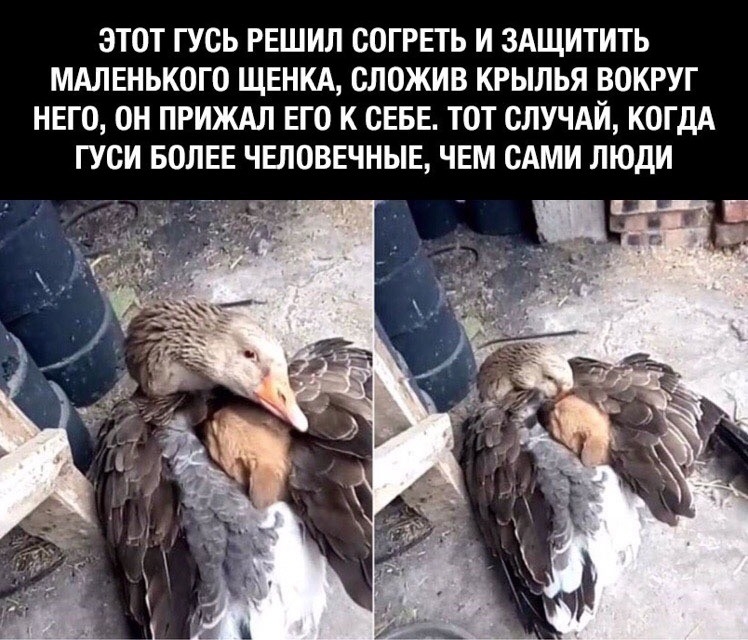 ЭТОТ ГУСЬ РЕШИЛ ООГРЕТЬ И ЗАЩИТИТЬ МАЛЕНЬКОГО ЩЕНКА СЛОЖИВ КРЫЛЬЯ ВОКРУГ НЕГО ОН ПРИЖАЛ ЕГО К СЕБЕ ТОТ СЛУЧАЙ КОГДА ГУСИ БОЛЕЕ ЧЕЛОВЕЧНЫЕ ЧЕМ САМИ ЛЮДИ __