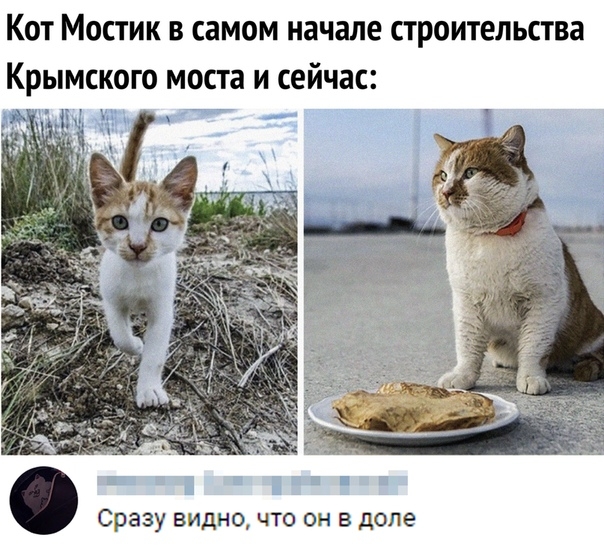 Кот Мостик в самом начале строительства Сразу ВИДНО ЧТО ОН В доле