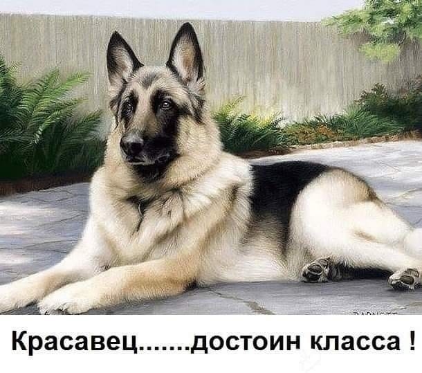 Красавец достоин класса