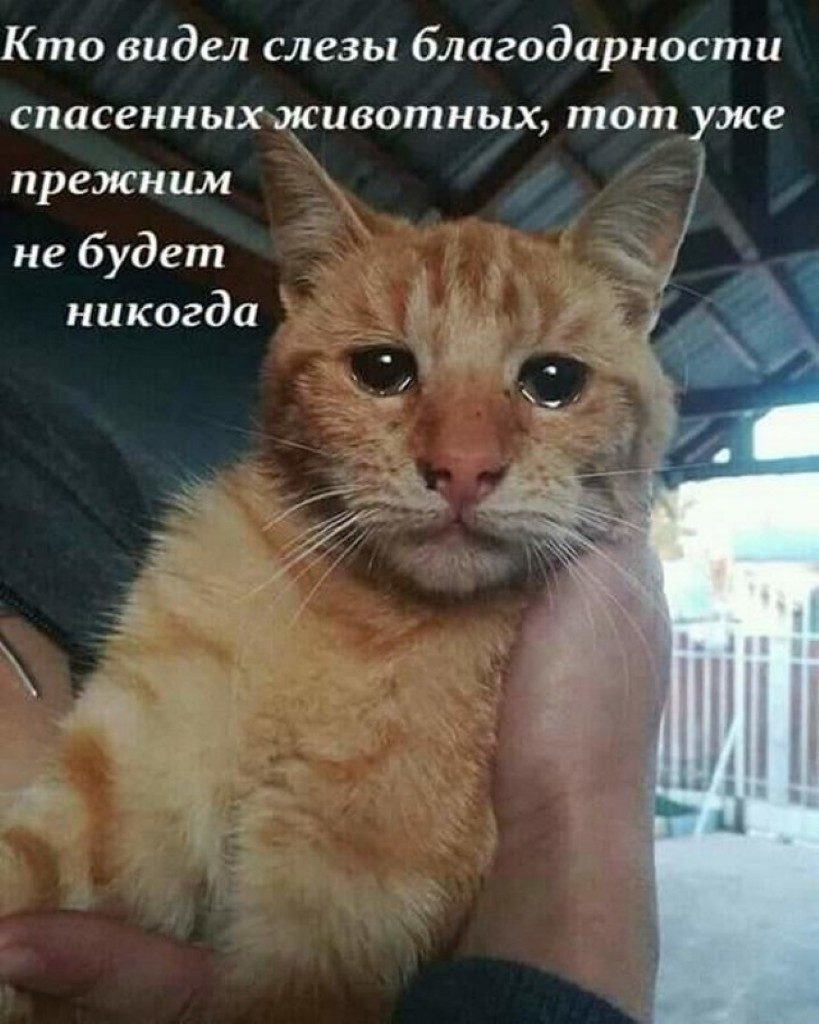 Кто видел слезы благодарности спасенных животных тот уже прежним не будет никогда