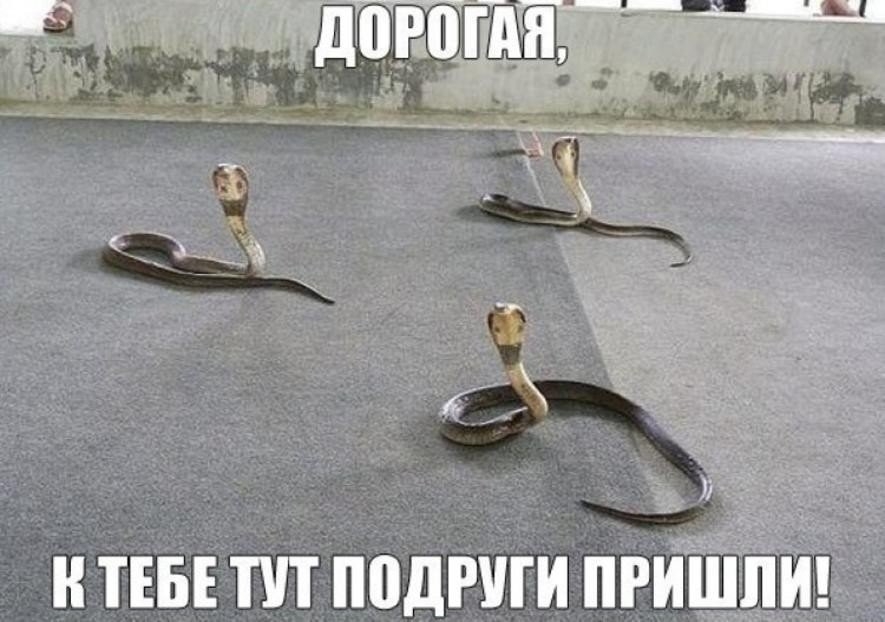 Н ТЕБЕ ПП ПВДРШИ ПРИШЛИ