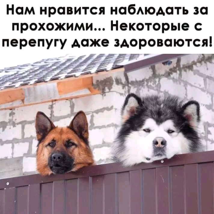 Ном нравится набюдоть за прохожими Некоторые перепугу доже здоровоются