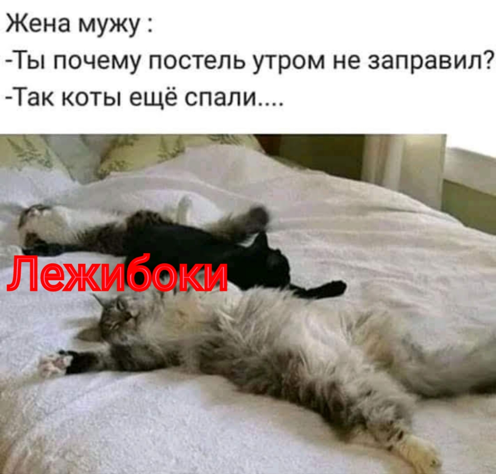 Жена мужу Ты почему постель утром не заправил Так коты ещё спали