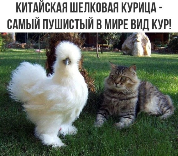 КИТАЙСКАЯ ШЕЛКПВАН КУРИЦА САМЫЙ ПУШИСТЫЙ В МИРЕ ВИД КУР г