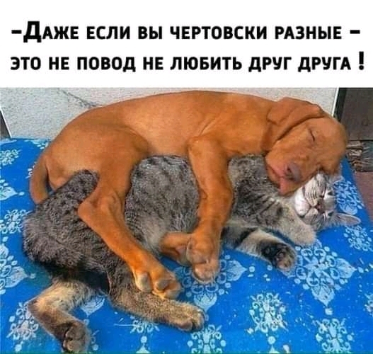 дАЖЕ ЕСЛИ вы ЧЕРТОВСКИ РАЗНЫЕ ЭТО НЕ ОВОД НЕ ЛЮБИТЬ дРП дРУГА