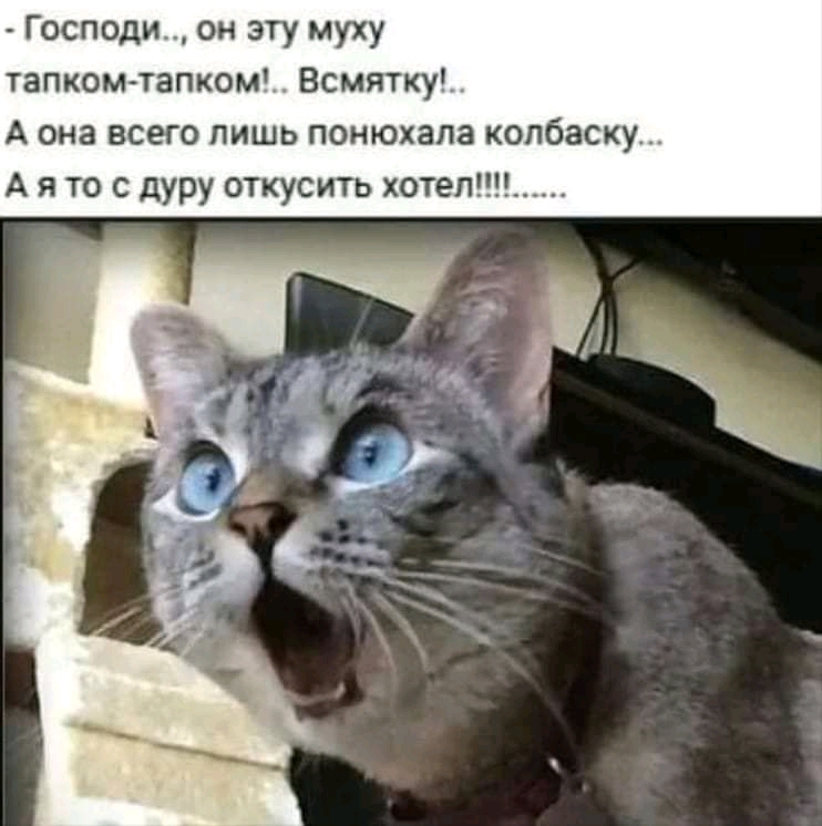 Господи он эту муху тапкомтапком Всмятку А она всего лишь понюхала колбаску А Я ТО С дуру ОТКУСИТЬ хотел