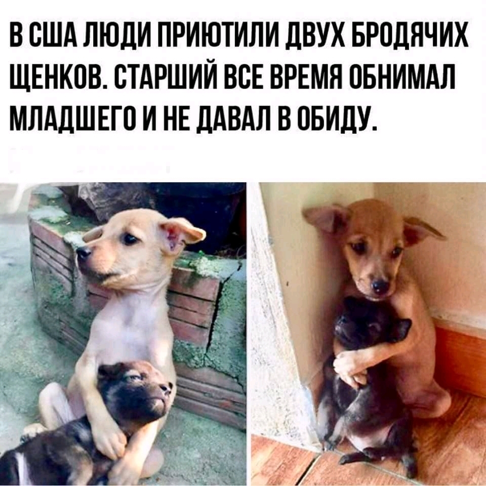 В США ЛЮДИ ПРИЮТИЛИ ЛВУХ БРОДЯЧИХ ЩЕНКОВ СТАРШИЙ ВСЕ ВРЕМЯ ОБНИМАЛ МЛАДШЕГО И НЕ дАВАЛ В ОБИДУ