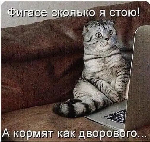 катКдворко ого