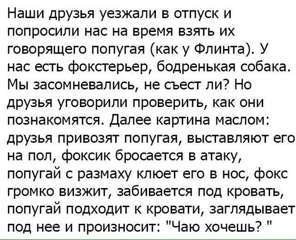 Наши друзья уезжали в отпуск и попросили нас на время взять их говорящего попугая как у Флинта У нас есть фокстерьер бодренькая собака Мы засомневались не съест ли Но друзья уговорили проверить как они познакомятся Далее картина маслом друзья привозят попугая выставляют его на пол фоксик бросается в атаку попугай с размаху клюет его в нос фокс громко визжит забивается под кровать попугай подходит 