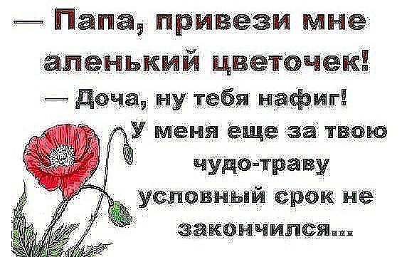 Папа привези мне апенький цветочек доча ну тебя нафиг чудотраву условный срок не закончился