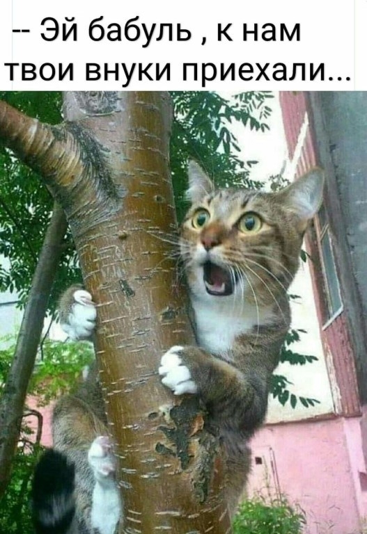 Эй бабуль к нам твои внуки