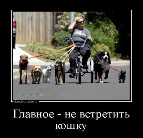 Главное не встретить кошку