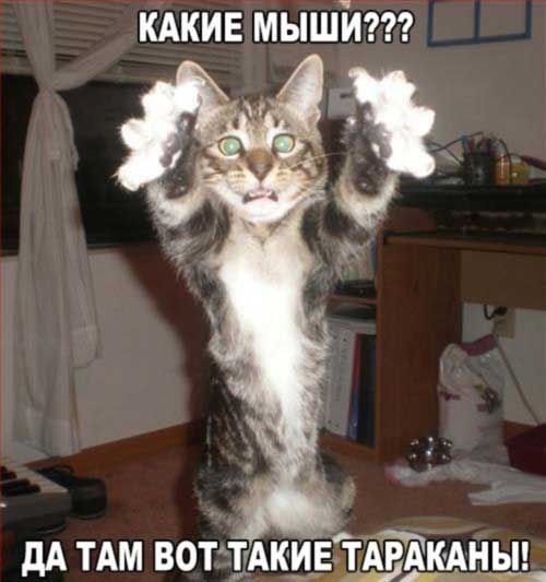 кдкив мышит