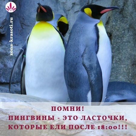 ПОМНИМ ПИНГВИНЬЕ ЭТО ЛАСТОХКИ КОТОРЫЕ ВПШ ПОСЛЕ