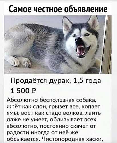Самое честное объявление Продаётся дурак 15 года 1 500 Абсолютно бесполезная собака жрёт как слон грызет все копает ямы воет как стадо волков лаить даже не умеет пбпизьшает всех абсолютно постоянно скачет от радости иногда от неё же обсыкается Чистопороднаи хаски