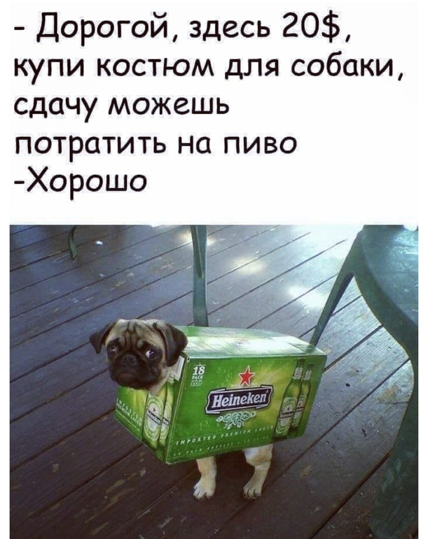 Дорогой здесь 20 купи костюм для собаки сдачу можешь потратить на пиво