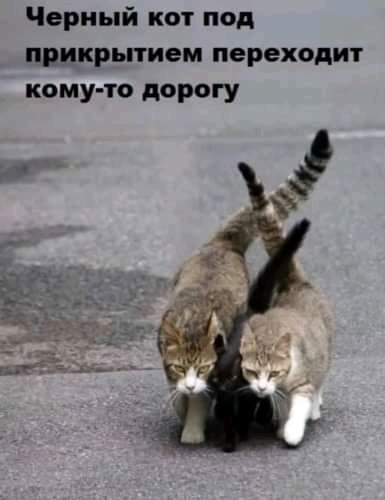 іериьші кот под прикрытием переходит кому то дорогу