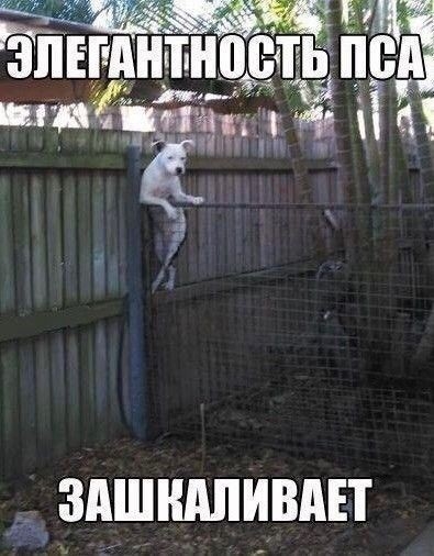ЗАШШШИВАЕТ