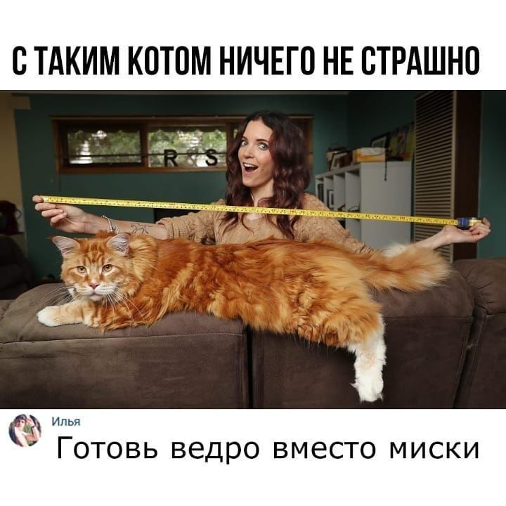 С ТАКИМ К0Т0М НИЧЕГО НЕ СТРАШНО д дай 1 п Ч Илья ГОТОВЬ ведро вместо МИСКИ