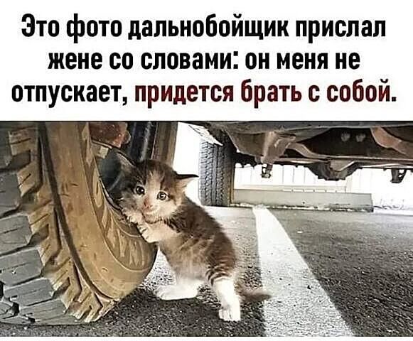 Зто фото дальнобойщик прислал жене со словами он меня не отпускает придется брать с собой