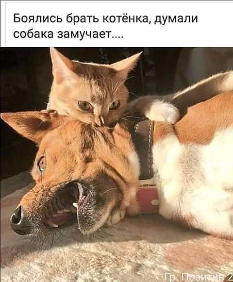 Бояпись брать котёнка дУмали собака замучает
