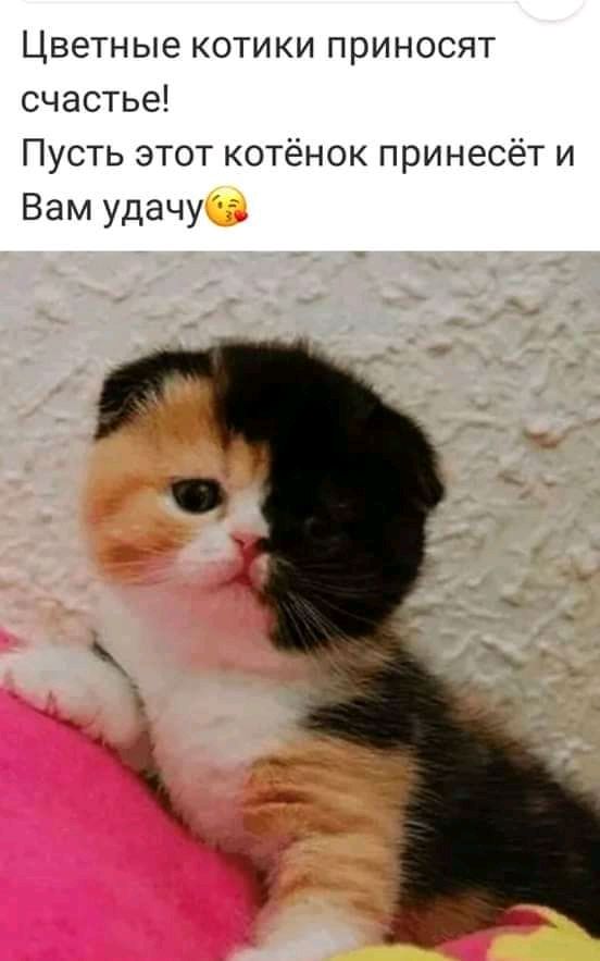 Цветные котики приносят счастье Пусть этот котёнок принесёт и Вам удачу