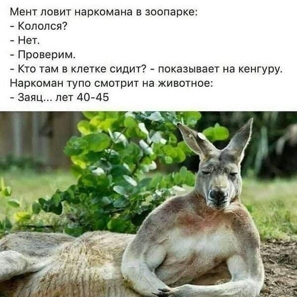 Мент повит наркомана в зоопарке Копопся Нет Проверим Кто там в клетке сидит показывает на кенгуру Наркоман тупо смотрит на животное Заяц лет 40415