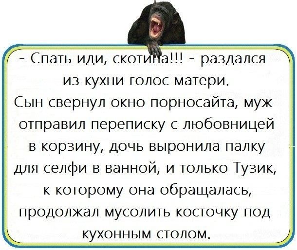 Спать иди скоти а раздался из кухни голос матери Сын свернул окно порносайта муж отправил переписку с любовницей в корзину дочь выронила палку ДЛЯ селфи в ванной и только Тузик к которому она обращалась продолжал мусолить косточку под кухонным столом