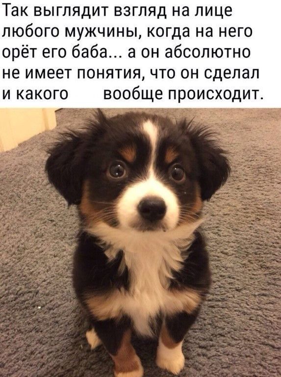 Так выглядит взгляд на лице любого мужчины когда на него орёт его баба а он абсолютно не имеет понятия что он сделал и какого вообще происходит