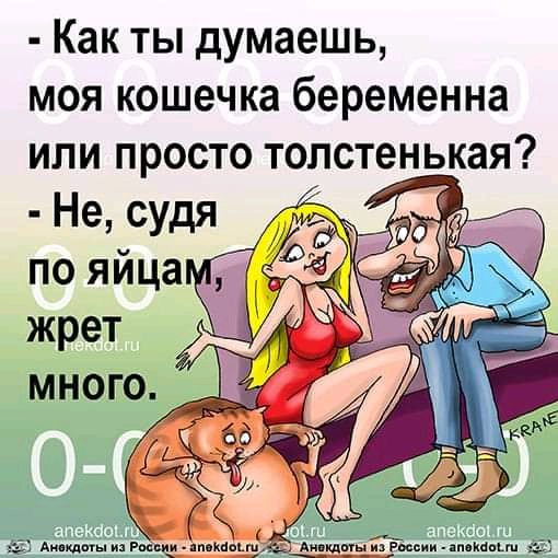 Как ты думаешь моя кошечка беременна или просто толстенькая