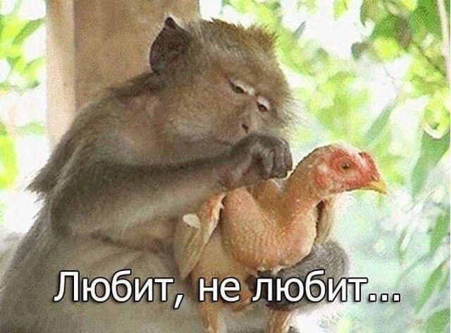 іі Любит не Ліобйтж 5
