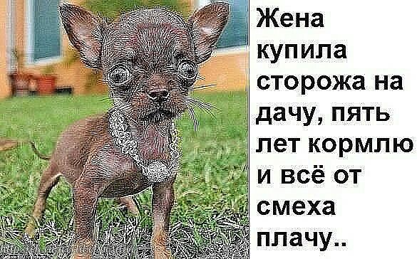 Жена купила сторожа на дачу пять лет кормлю и всё от смеха плачу