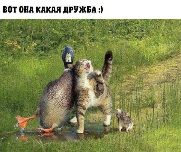 ВПТ ВНА КАКАЯ ЛРУЖБА