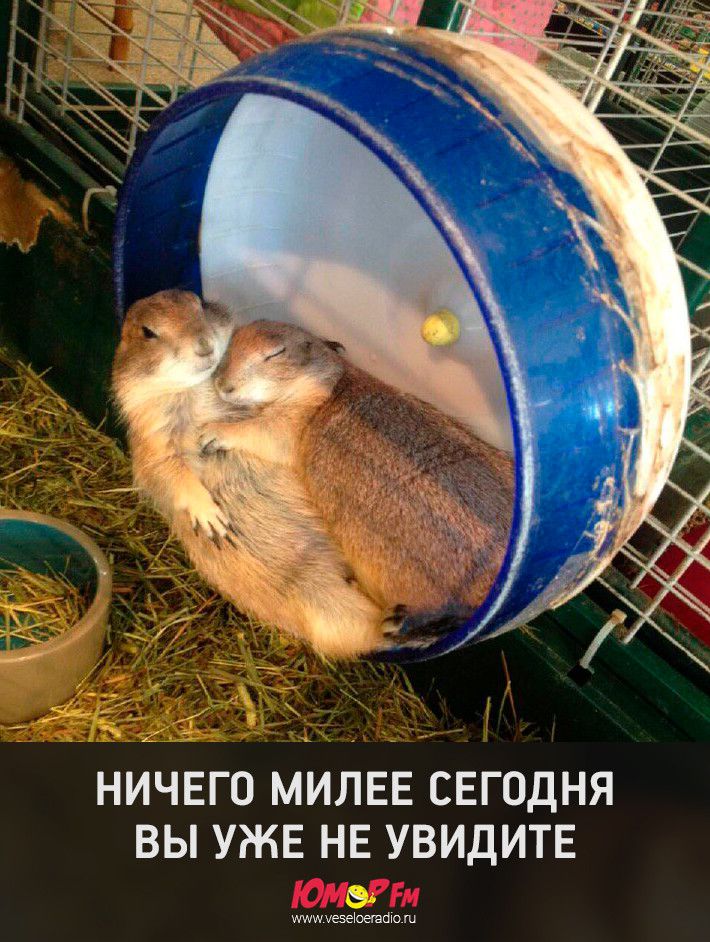 НИЧЕГО МИЛЕЕ СЕГОДНЯ ВЫ УЖЕ НЕ УВИДИТЕ мишуезеЮешбю